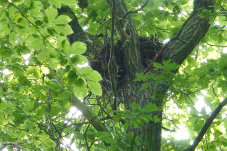 Ein Rotmilanhorst in einem Baum