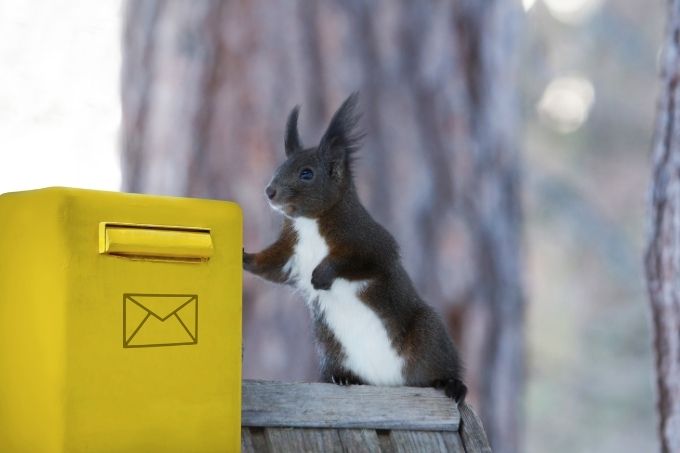 Ein Eichhörnchen schaut sich einen Briefkasten an