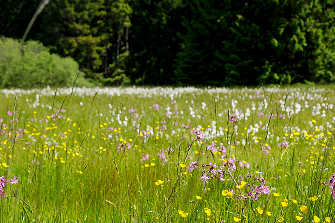 Blühende Niedermoorfläche im Vogelsberg - Foto: Frank Uwe Pfuhl
