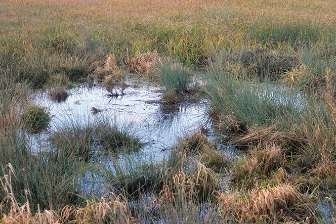 Durch die über die Fläche verteilten Mulden hält sich die Feuchtigkeit auf der Fläche und bietet zahlreichen Arten einen Lebensraum - Foto: Maik Sommerhage