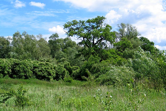 NABU-Schutzgebiet „Grünaue bei Eltville“ - Foto: Hartmut Mai