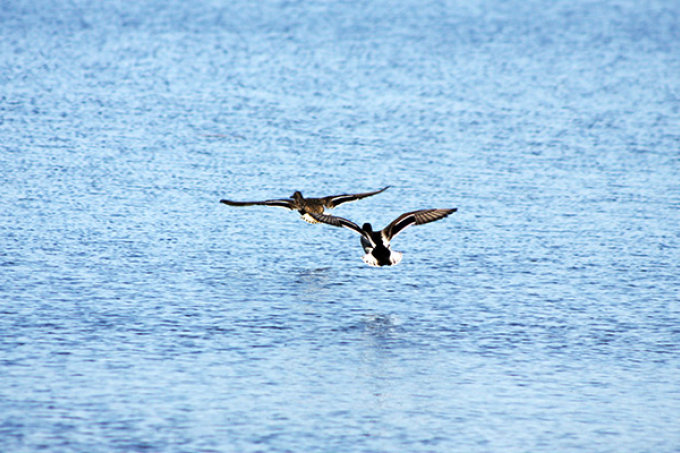 Wasservögel auf der Durchreise - Foto: Hartmut Mai