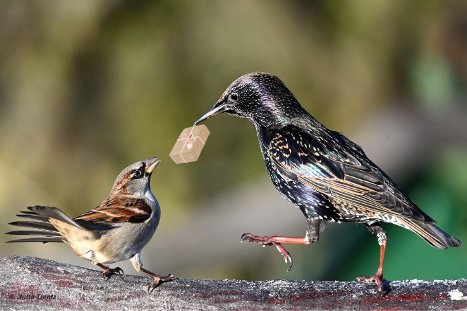 Ihr Geschenk für Hessens Natur - Foto: Jutta Trentz/NABU-naturgucker.de