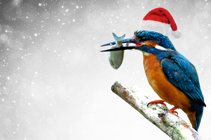 Weihnachtlicher Eisvogel - Foto: Heinz Ehrsam/NABU-naturgucker.de