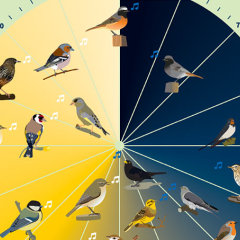 NABU-Vogeluhr – Grafik: Ottilie Keppler und Carolin Oelsner